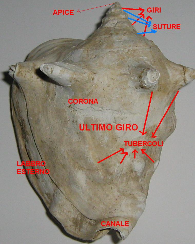 Scheda: Strombus coronatus (Defrance, 1827)